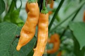 Aji Melocoton - ISO | Chilli semena