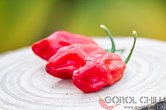 Pimenta de Cheiro Roja | Chilli semena