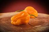 West Indian Yellow Habanero - ISO | Chilli semena