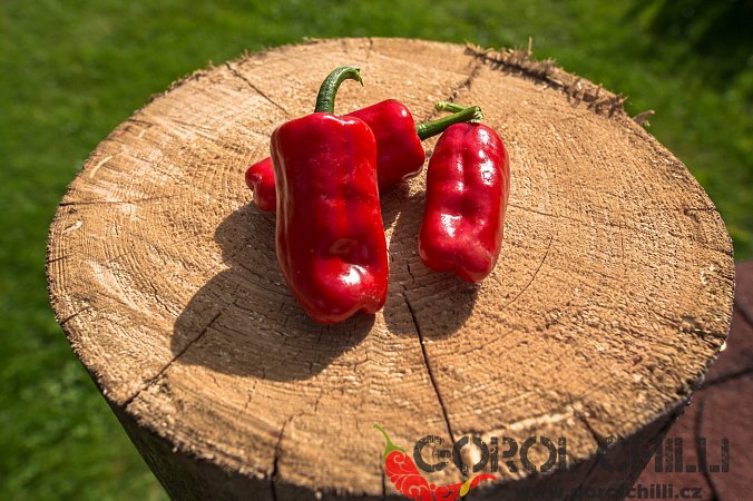 Burundi pheno 1 F2 | Chilli semena