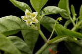 Capsicum recurvatum | Chilli semena