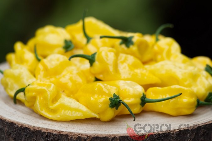 Habanero Hot Lemon | Chilli semena