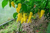 Naga Yellow | Chilli semena