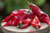 Aji Boliviano - ISO | Chilli semena