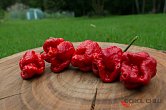 Moruga Blend | Chilli semena
