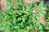 7 Pot Primo Red - ISO | Chilli semena