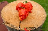 Trinidad Scorpion Moruga Red - ISO | Chilli semena