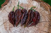 Bhut Jolokia Chocolate Giant | Chilli semena