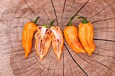 Bhut Jolokia Purple Peach - ISO • | Chilli semena