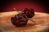 Habanero Chocolate - ISO | Chilli semena