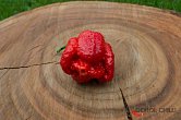 Moruga Blend | Chilli semena