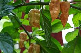 Bhut Jolokia Purple Peach - ISO • | Chilli semena
