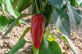 Jalapeno Big Pit - ISO | Chilli semena