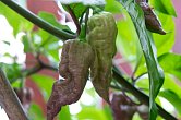 Bhut Jolokia Purple Peach - ISO • | Chilli semena