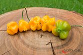 Aji Fantasy Orange - ISO | Chilli semena