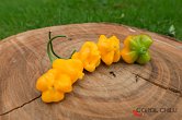 Aji Fantasy Orange - ISO | Chilli semena