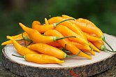 Aji Challuaruro Amarillo - ISO | Chilli semena