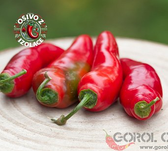 Aji Rocoto (PI 355812) - ISO