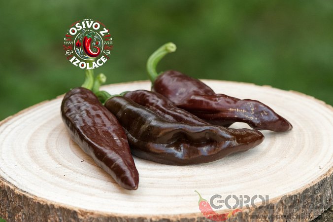 Ethiopian Brown - ISO | Chilli semena