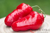 Rocoto Grande Rojo F2 | Chilli semena