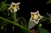 Capsicum flexuosum Monteiro Lobato | Chilli semena
