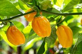 Habanero Big Sun | Chilli semena