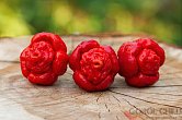 7 Pot Brainstrain Red | Chilli semena