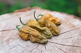 Bhut Jolokia Mustard | Chilli semena