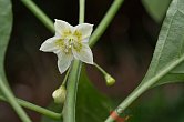 Capsicum flexuosum Rio Grande do Sul | Chilli semena