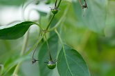 Capsicum cardenasii USDA | Chilli semena
