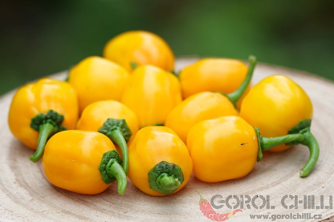 Aji Dulce Amarillo | Chilli semena
