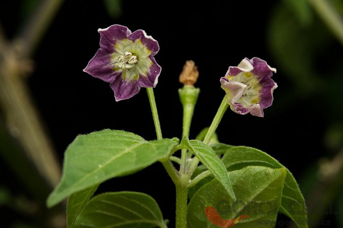 Capsicum rabenii João city, Araguari | Chilli semena
