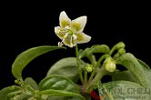 Capsicum recurvatum | Chilli semena