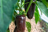 Jalapeno Azabache - ISO | Jalpeno chilli semena