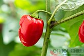 Habanero Red Savina - ISO | Chilli semena