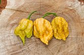 Golden Reaper - ISO | Chilli semena