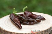 Ethiopian Brown - ISO | Chilli semena