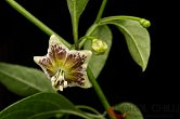 Capsicum flexuosum Monteiro Lobato | Chilli semena