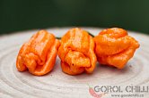 Bhut Orange Copenhagen | Chilli semena