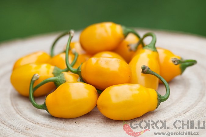 Minirocoto (PI 387838) | Chilli semena