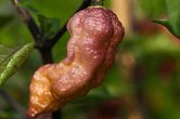 Peach Bhut x Golden Bhut - ISO • | Chilli semena