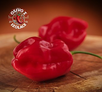 Roger's Giant Red Habanero - ISO •
