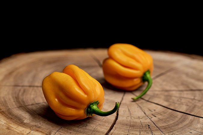 Saco de Velho - ISO | Chilli semena