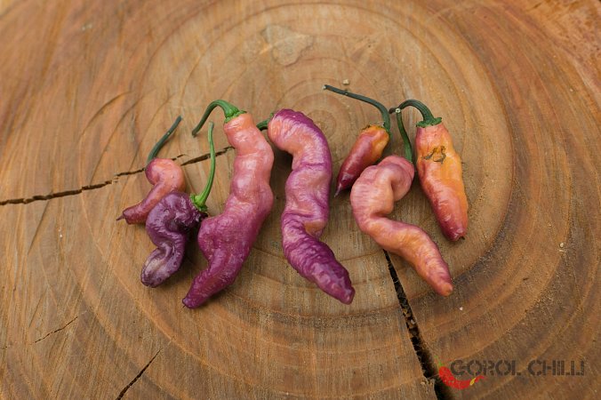 Pink Tiger | Chilli semena