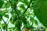 Trinidad Scorpion Moruga Red - ISO | Chilli semena