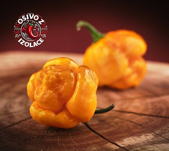 7 Pot Brainstrain Yellow - ISO