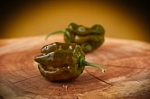 Green Habanero - ISO | Chilli semena