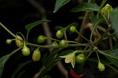 Capsicum tovarii | Chilli semena