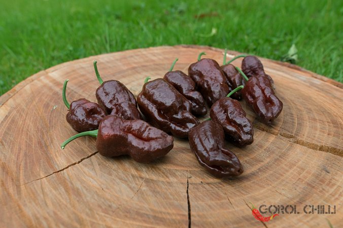 7 Pot BBG Jobito Chocolate | Chilli semena