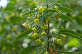 Capsicum rhomboideum | Chilli semena